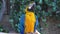 Blue and yellow ara macaw parrot blinks his eyes and chirps loudly close-up in jungle or rainforest
