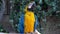 Blue and yellow ara macaw parrot blinks his eyes and chirps loudly close-up in jungle or rainforest and looks at the