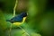 Blue and yellow bird Violaceous euphonia, Euphonia violacea, exotic bird from Trinidad and Tobago. Beautiful bird in the nature gr