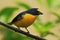 Blue and yellow bird Yellow-throated Euphonia, Euphonia hirundinacea, Costa Rica