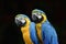 Blue and yellow birds expose against black background