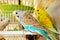 Blue and yellow budgerigars