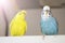 Blue and yellow budgie on the balcony, a married pair of birds