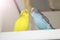 Blue and yellow budgie on the balcony, a married pair of birds