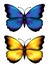 Blue and yellow butterflys