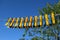 blue and yellow clothespins on a rope that hangs on the street, against the blue sky and green foliage