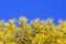 Blue and yellow colors of Ukrainian flag. Bright yellow flowers of Acacia dealbata tree against blue sky