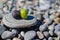 Blue and yellow figs on a beautiful stone lying on the stone sea shore