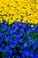 Blue-yellow flowers are densely sown. The combination of colors of flowers as a symbol of the flag of Ukraine