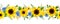 Blue and yellow flowers. Horizontal seamless border. Vector illustration