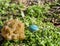 Blue and yellow gemstone on grass