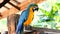 Blue yellow or golden color macaw parrot, Ara ararauna.