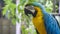 Blue yellow golden macaw parrot Ara ararauna bird animal. Blue macaw parrot colorful