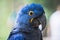 Blue yellow hyacinth macaw Anodorhynchus hyacinthinus hyacinthine macaw, is a parrot native to central and eastern South America