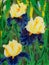 Blue and yellow irises, oil painting