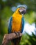 Blue and yellow macaw