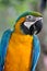 Blue and yellow Macaw