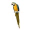 Blue-and-yellow Macaw