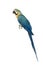 Blue-and-yellow Macaw