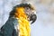 Blue-and-yellow macaw