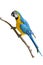 Blue and yellow macaw