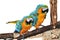 Blue and yellow Macaw