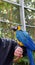 The blue and yellow macaw, also known as the blue-and-gold macaw, large parrot with bluetop parts and light orange underparts.