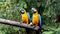 Blue-yellow macaw, or Ara ararauna