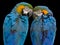 Blue-and-yellow Macaw (Ara ararauna)