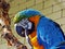 The blue-and-yellow macaw Ara ararauna, also known as the blue-and-gold macaw or Der Gelbbrustara, Abenteurland Walter Zoo