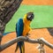 The blue-and-yellow macaw Ara ararauna, also known as the blue-and-gold macaw, portrait