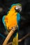 Blue-yellow macaw Ara ararauna close-up in the city Chiang Mai, Thailand