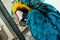 Blue-and-yellow macaw - ara ararauna - Image - Photo