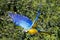 Blue yellow Macaw / Ara parrot in flight