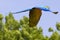Blue yellow Macaw / Ara parrot in flight