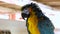 Blue yellow macaw or Arara bristled when he noticed camera looking at him