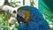 Blue and Yellow Macaw Backwrards Parrot Bird Safari Park