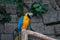 Blue-and-yellow Macaw. Beautiful macaws parrot on tree branch against jungle background.