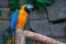 Blue-and-yellow Macaw. Beautiful macaws parrot on tree branch against jungle background.