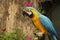 Blue-and-yellow macaw in the bird aviary