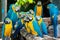 Blue and yellow macaw birds sitting on wood branch.