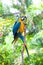 Blue and yellow macaw climbing up a branch