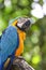 Blue and yellow macaw closeup