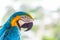 Blue and Yellow Macaw Closeup
