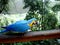 Blue-and-yellow macaw eating peanut