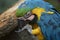 Blue and yellow macaw feeding from claw