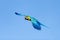 Blue And Yellow Macaw In Flight