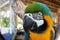 Blue and yellow macaw head detail