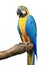Blue yellow Macaw isolated