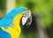Blue-and-yellow macaw known as Arara-caninde in Brazil